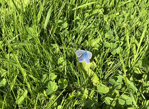 Common Blue