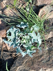 Senecio oxyriifolius