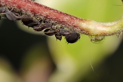 Aphis hederae