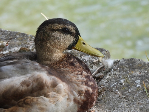 Mallard