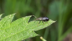 Phyllobius viridicollis