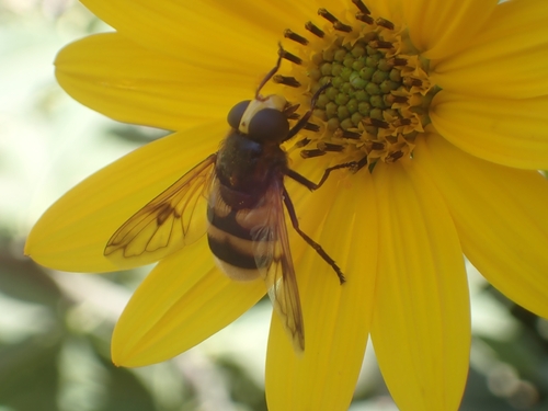 Volucella elegans