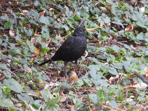 Eurasian Blackbird
