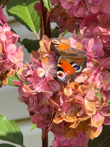 European Peacock Butterfly