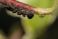 Aphis hederae