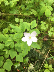 Anemonoides quinquefolia