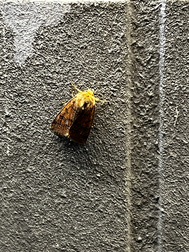 Agrochola nitida