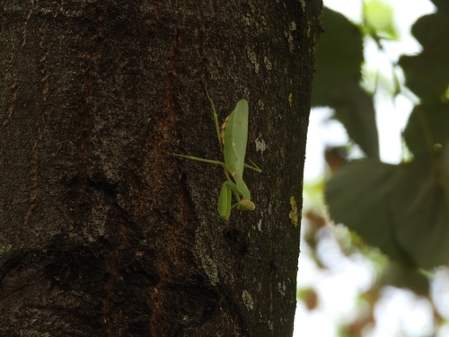 Transcaucasian Giant Mantis