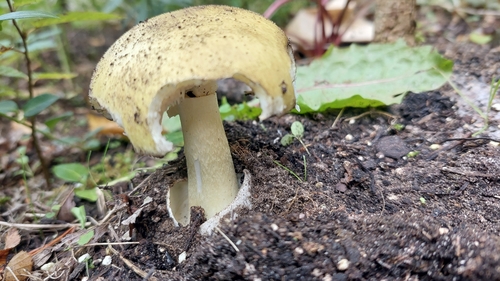 Deathcap