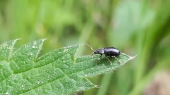 Phyllobius viridicollis