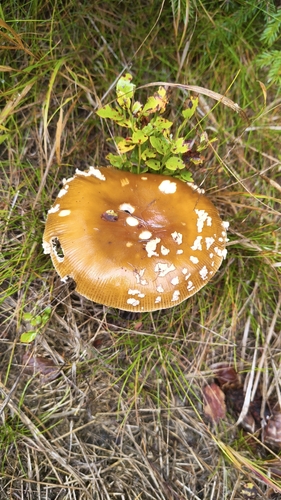 Royal fly agaric