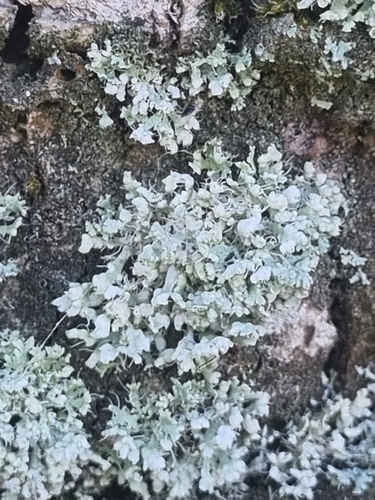 Hooded Rosette Lichen
