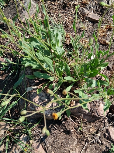 Senecio erubescens