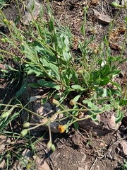 Senecio erubescens