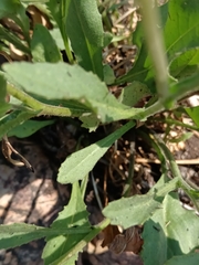 Senecio erubescens, photograph (c) Hildegard Klein, some rights reserved (CC BY)