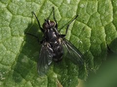 Rhinomorinia sarcophagina