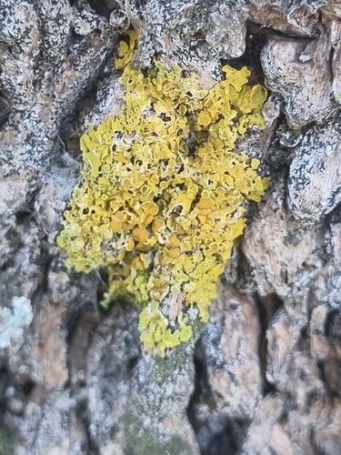 Common Sunburst Lichen