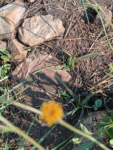 Senecio erubescens, photograph 3