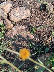 Senecio erubescens, photograph (c) Hildegard Klein, some rights reserved (CC BY)