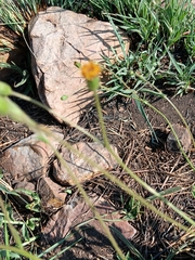 Senecio erubescens, photograph (c) Hildegard Klein, some rights reserved (CC BY)