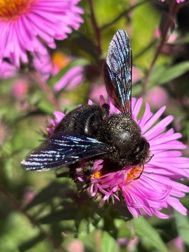 Violet Carpenter Bee