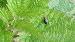 Phyllobius viridicollis