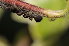 Aphis hederae