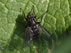 Rhinomorinia sarcophagina