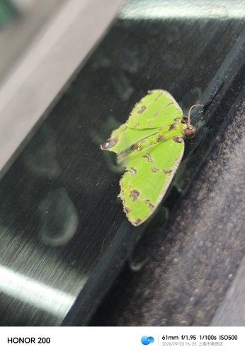 Agathia lycaenaria, 2026-09-23
