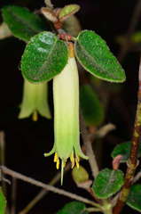 Correa reflexa reflexa