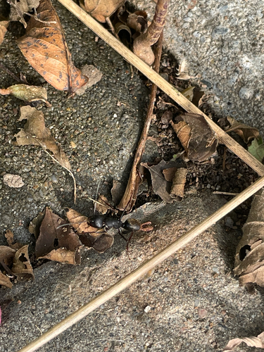 Japanese Carpenter Ant