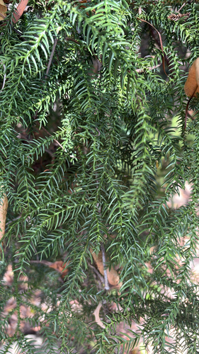 Hoop pine