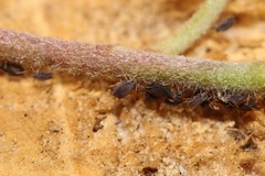Aphis hederae
