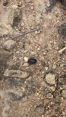 Red Jewel Bug