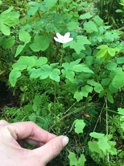 Anemonoides quinquefolia
