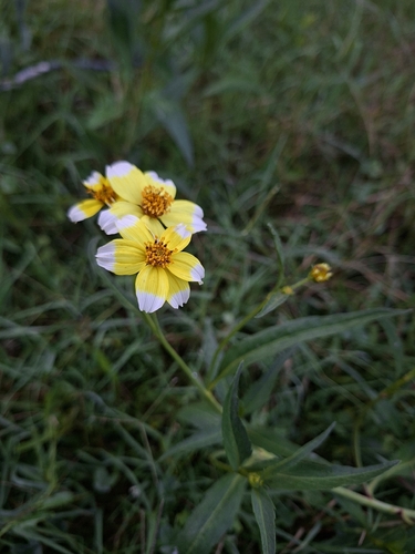 Arizona beggarticks
