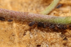 Aphis hederae