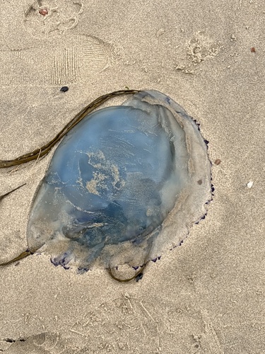 Dustbin-lid Jelly
