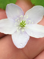 Anemonoides quinquefolia