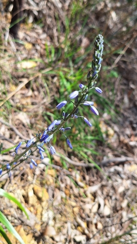 Caesia calliantha, photograph 4