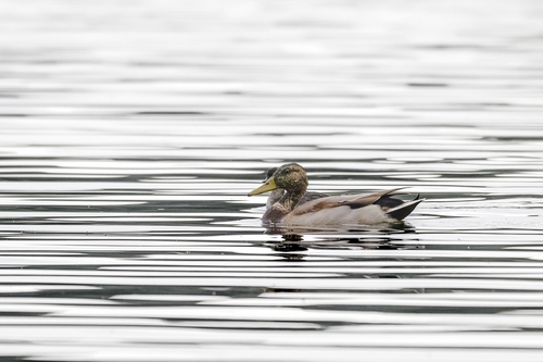 Mallard