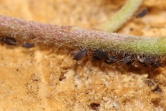 Aphis hederae