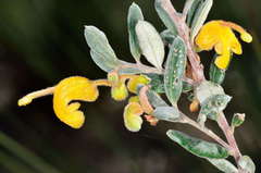 Grevillea chrysophaea