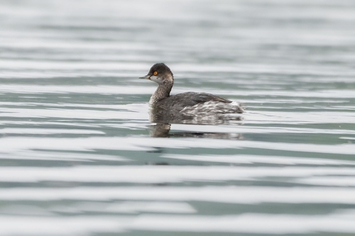 Eared Grebe