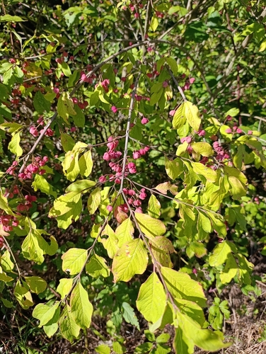 Spindle