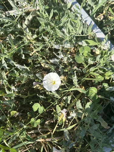 field bindweed