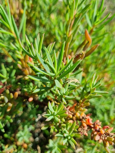 Suaeda australis