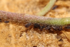 Aphis hederae