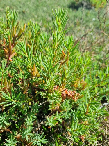 Suaeda australis, photograph 2