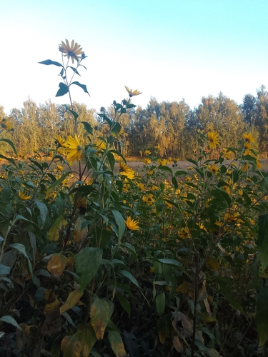 Наблюдение на iNaturalist